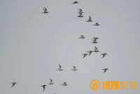 鄱阳湖南矶湿地下月迎候鸟迁徙高峰